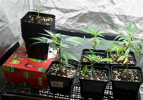 can i grow clone in ziplock bag|clones in pots.